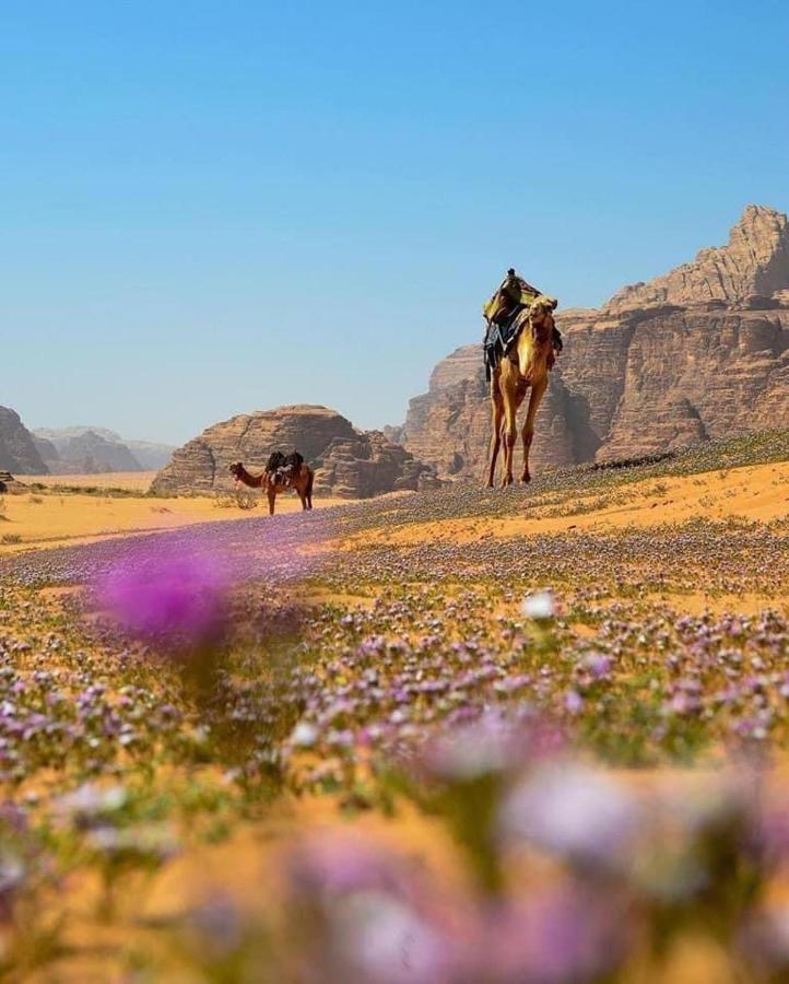 Salma Desert Camp Ουάντι Ραμ Εξωτερικό φωτογραφία